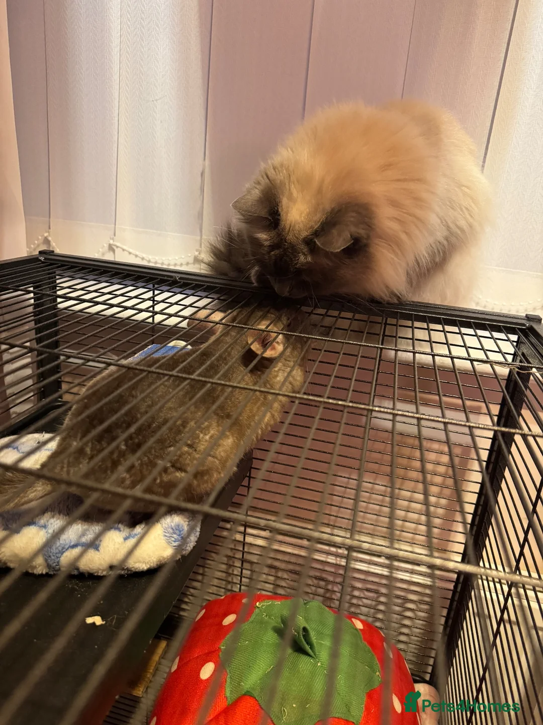 Chinchilla rodents for sale: Male chinchilla the most friendly little boy  in Lincoln - Advert 8