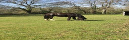Irish Cob horses for sale: 14hh Cob X Welsh 6 years old  - Advert 5