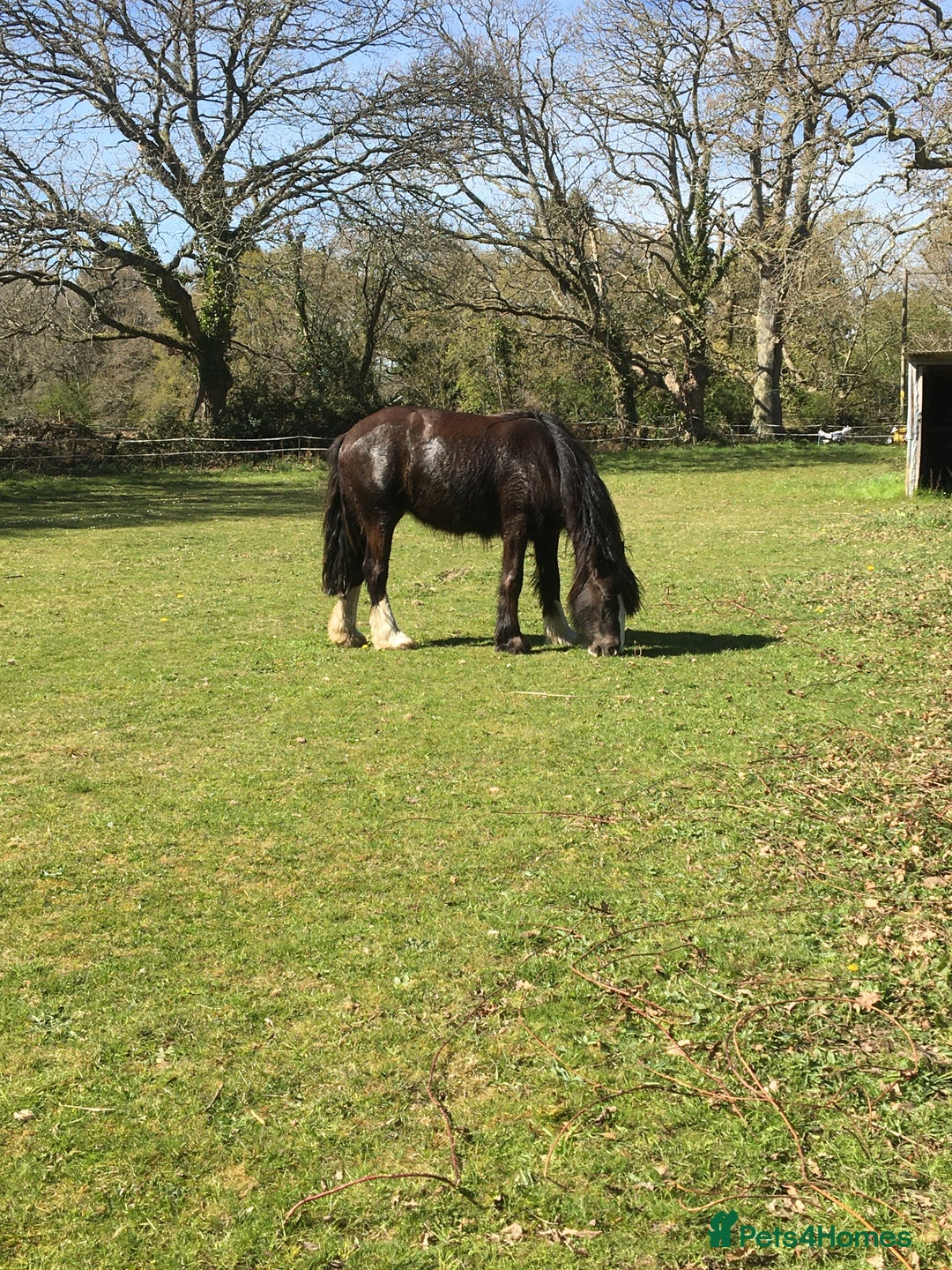 Irish Cob horses for sale: 14hh Cob X Welsh 6 years old  - Advert 5
