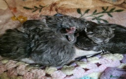 Persian cats for sale: Beautiful blue persian babies - Image 19