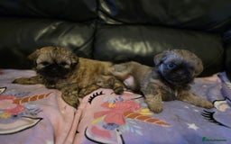Shih Tzu dogs for sale: A girl and a boy - Image 1