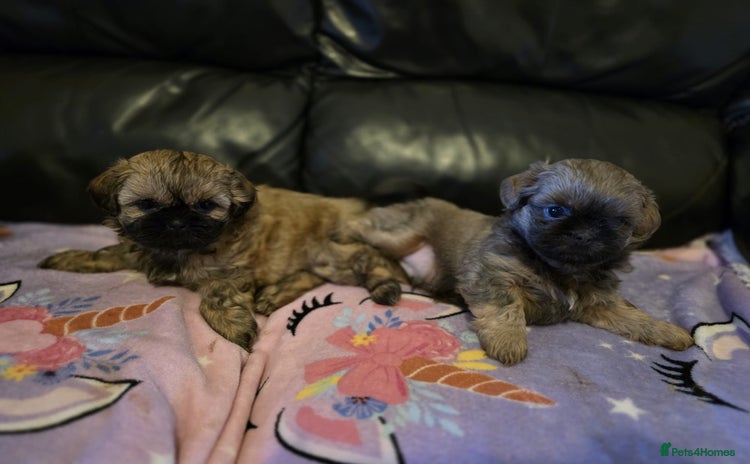 Shih Tzu dogs - Advert 15