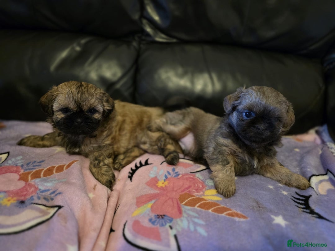 Shih Tzu dogs for sale: A girl and a boy - Image 1