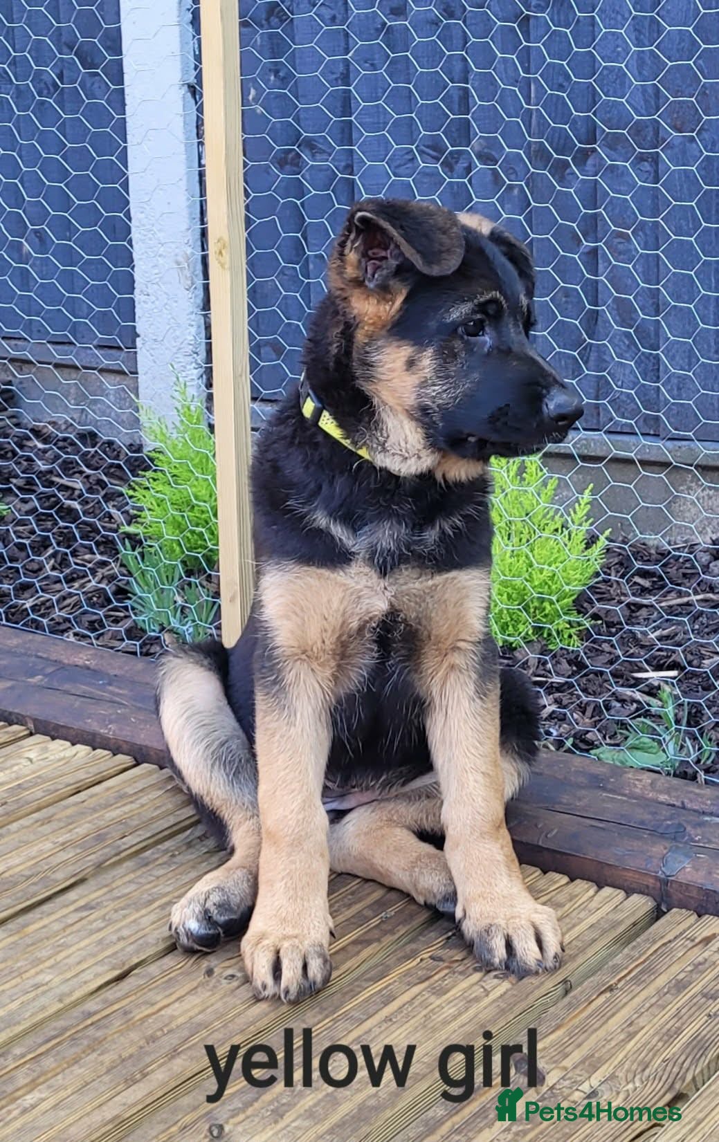 German Shepherd dogs 4 generation 07985475529 - Advert 1