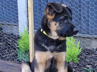 German Shepherd dogs 4 generation 07985475529 - Advert 2