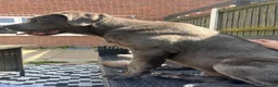 Cane Corso dogs for sale: Male 2 years old Cane Corso  - Advert 9