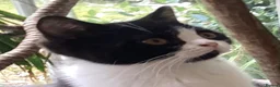 British Shorthair cats for sale: Fabulous GCCF kittens - Advert 13
