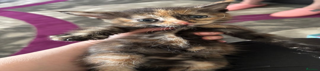 Domestic Shorthair Kitten 4