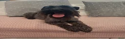 Schnoodle dogs for sale: Stunning Schnoodles  in Bury Saint Edmunds - Advert 34