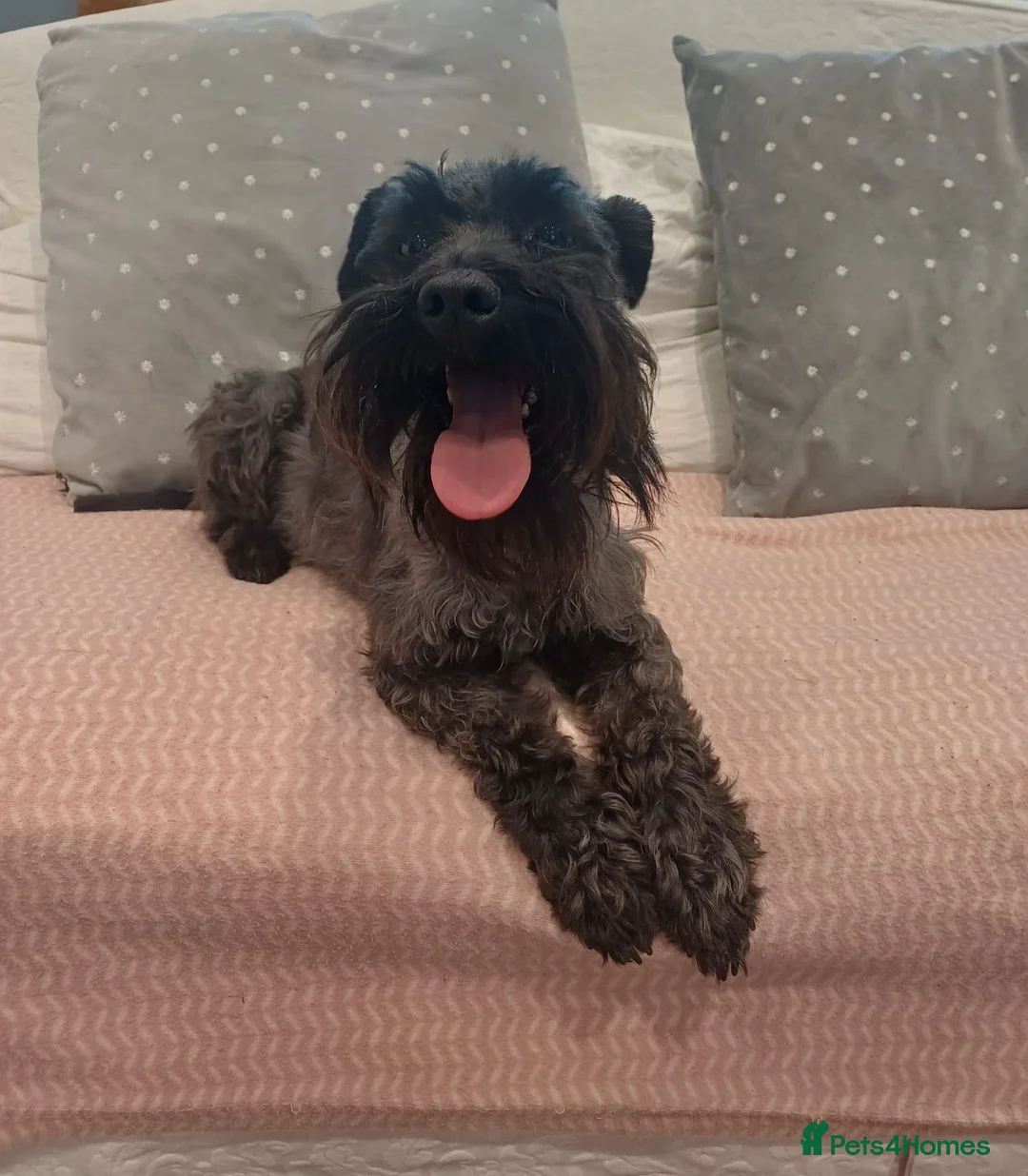 Schnoodle dogs for sale: Stunning Schnoodles  in Bury Saint Edmunds - Advert 34