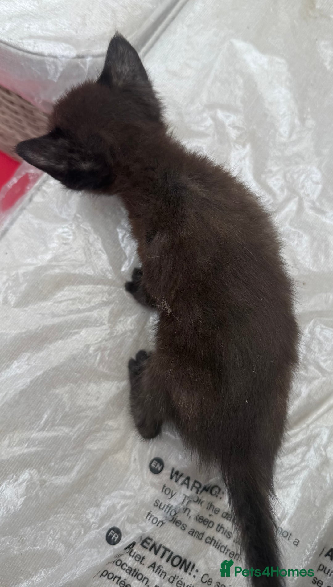 Devon Rex cats for sale: Adorable first generation permitted outcross - Image 6