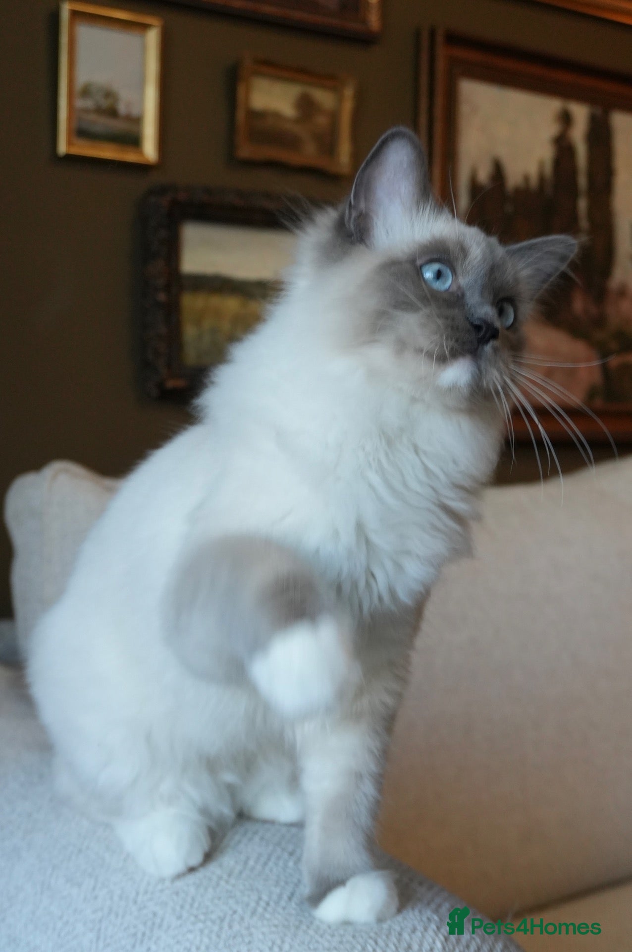Ragdoll cats European ragdolls Ready to leave! - Advert 2