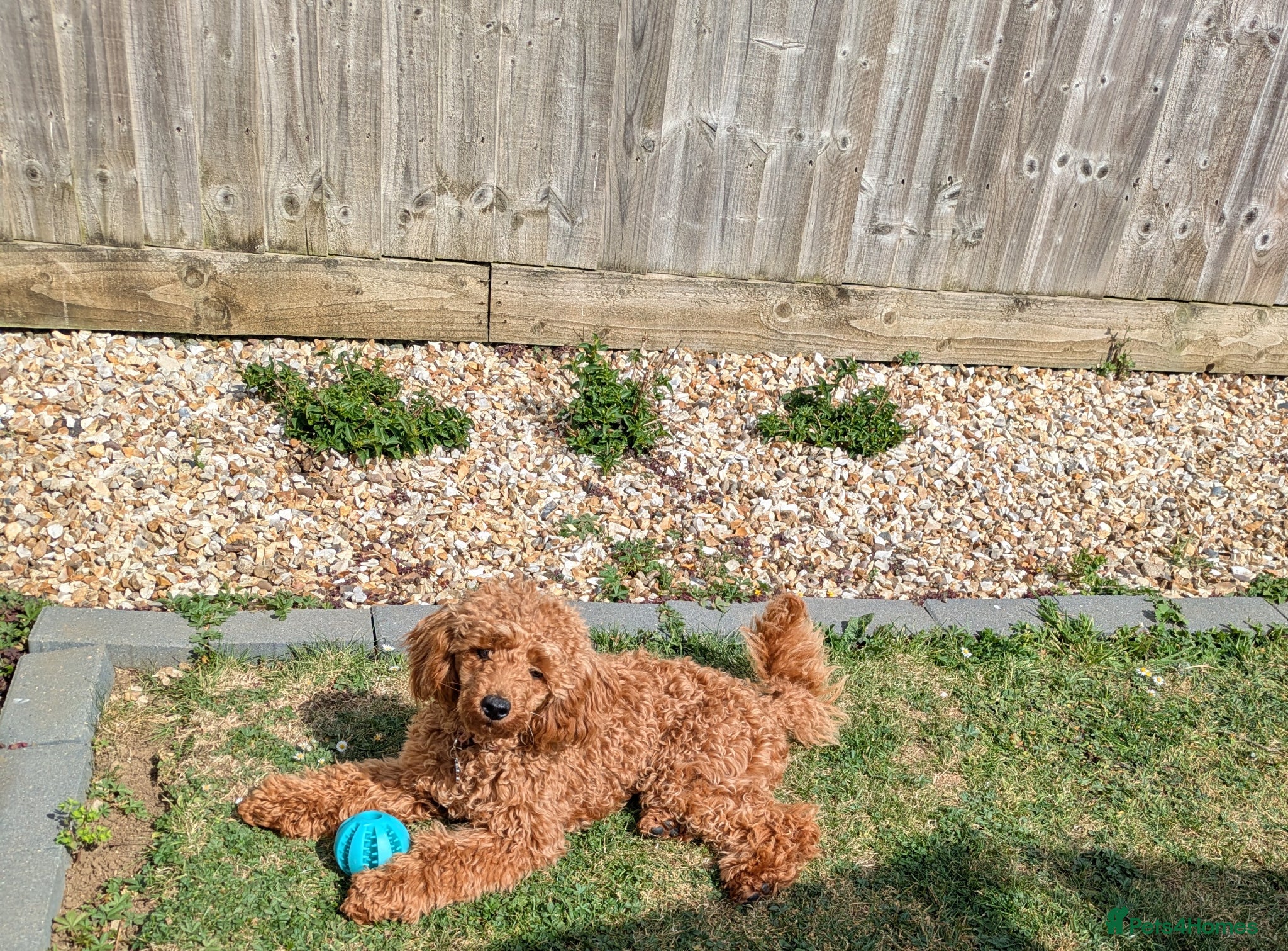 Toy Poodle dogs Toy poodle  - Advert 2