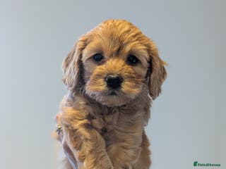 Goldendoodle dogs Miniature goldendoodle puppies - Advert 15