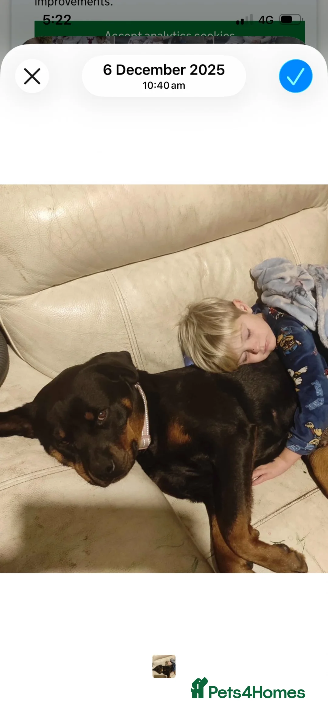 Rottweiler dogs for sale: Beautiful Rottweiler pups  - Advert 7