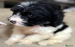 Cockapoo dogs for sale: 🍭stunning F1 cockerpoos🍭 in Spennymoor - Image 11