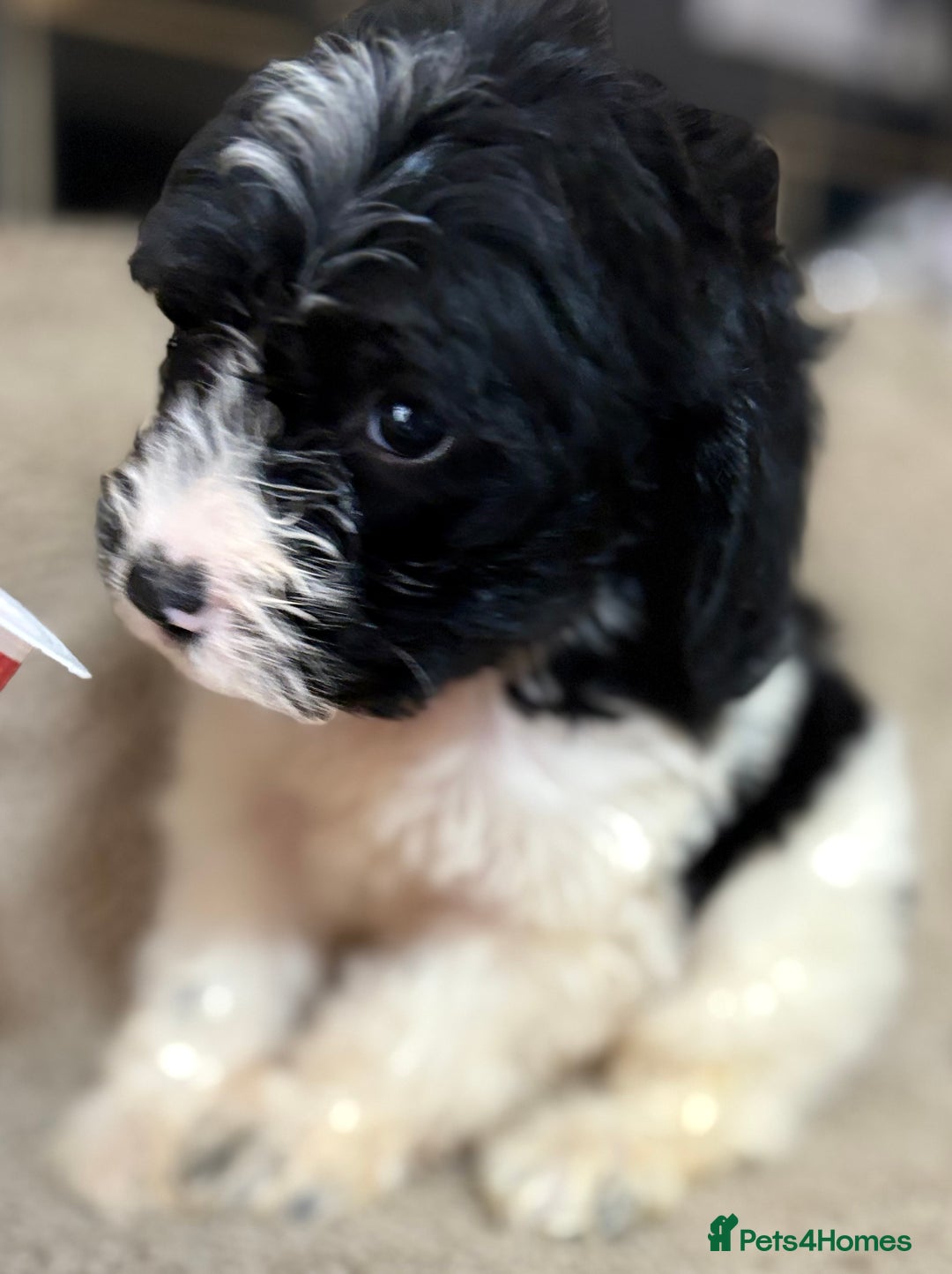 Cockapoo dogs for sale: 🍭stunning F1 cockerpoos🍭 in Spennymoor - Image 11