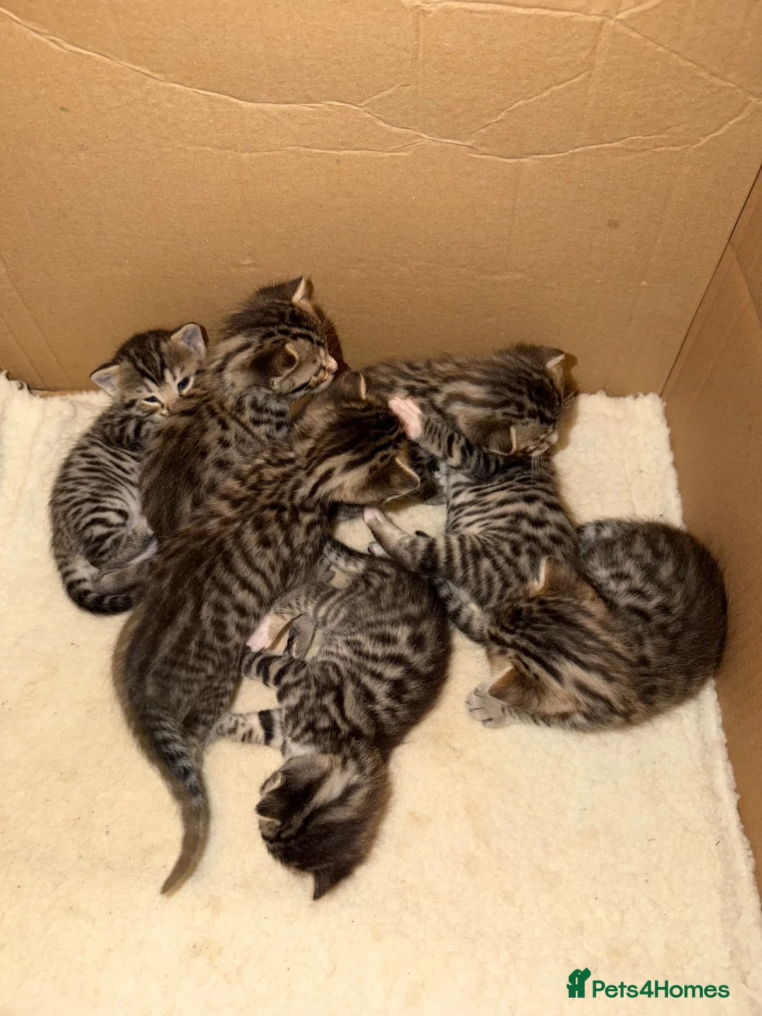 Bengal cats for sale: Bengal cross kittens - Advert 2