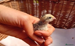 Quail poultry for sale: Snowflake Bobwhite Quail Chicks ~ Various Ages - Image 14