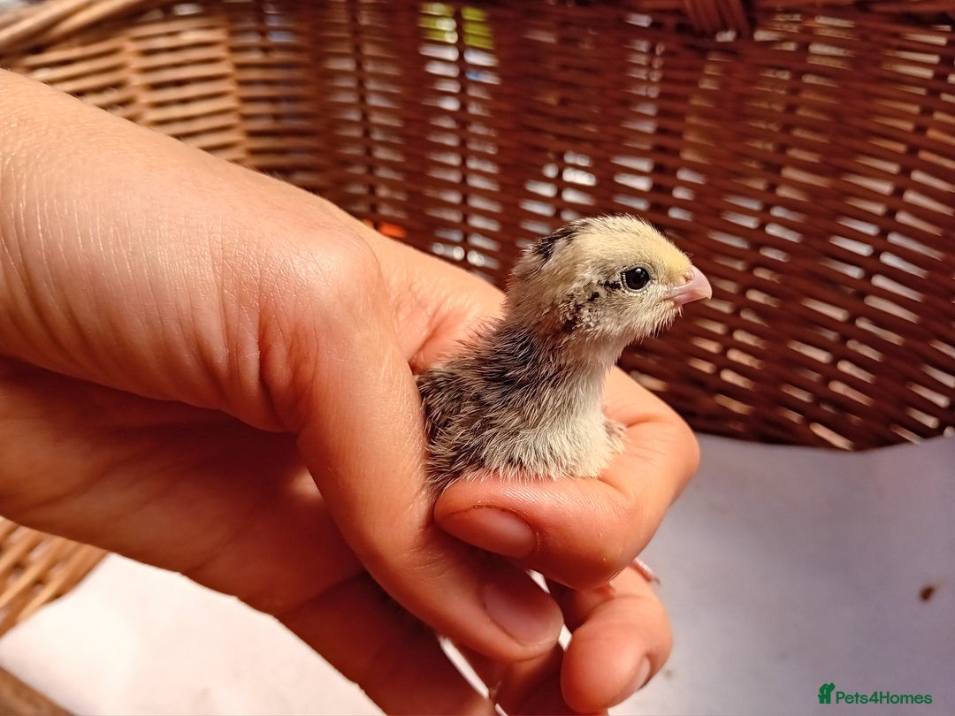 Quail poultry for sale: Snowflake Bobwhite Quail Chicks ~ Various Ages - Image 14