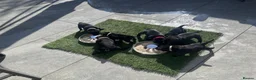 Staffordshire Bull Terrier dogs for sale: Beautiful Staffordshire bull terrier boy - Advert 5