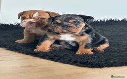 English Bulldog dogs for sale: Amazing litter of English bulldogs - Image 20