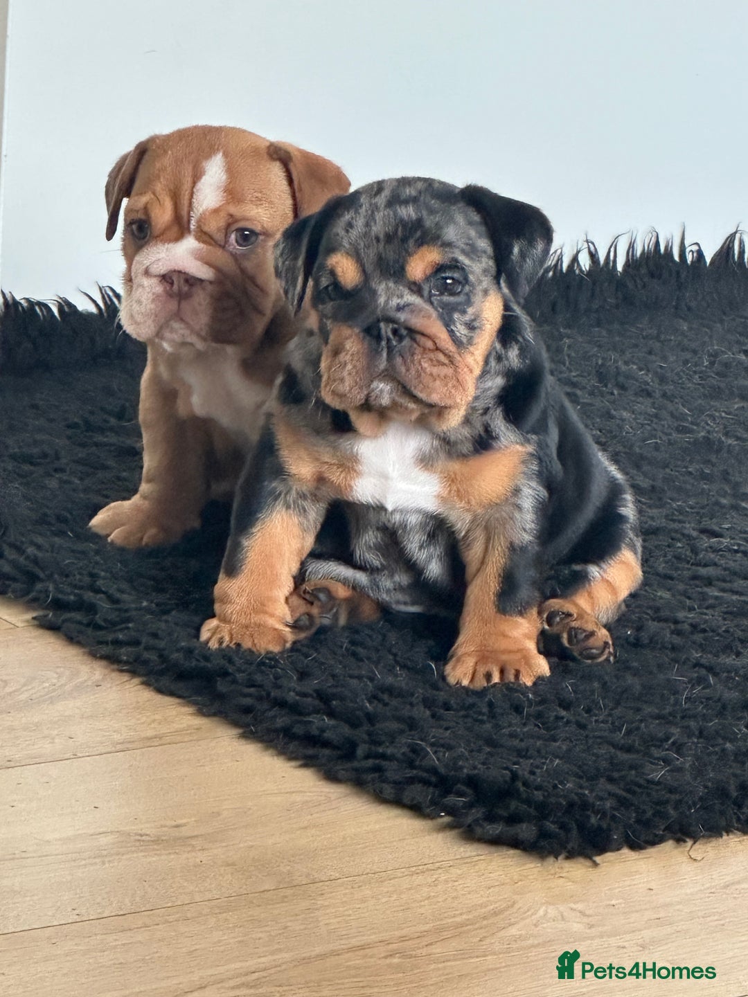 English Bulldog dogs for sale: Amazing litter of English bulldogs - Image 20