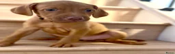 Mixed Breed dogs for sale: Beautiful Staffy/Viszla Puppies for Loving Homes - Advert 11