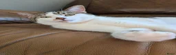 Domestic Shorthair cats for sale: Kitten 1 Year Old Looking For Forever Home - Advert 3