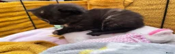 Domestic Shorthair cats for sale: Female 1 year old cat  - Advert 6