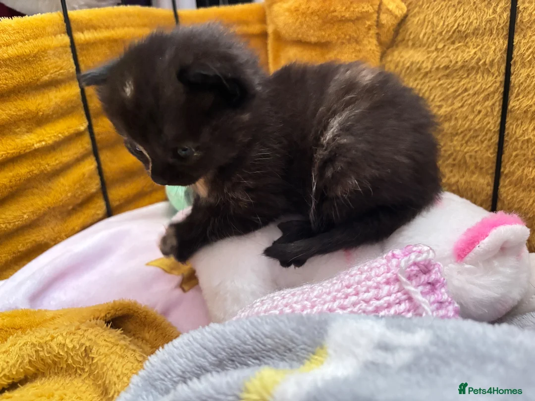 Domestic Shorthair cats for sale: Female 1 year old cat  - Advert 6