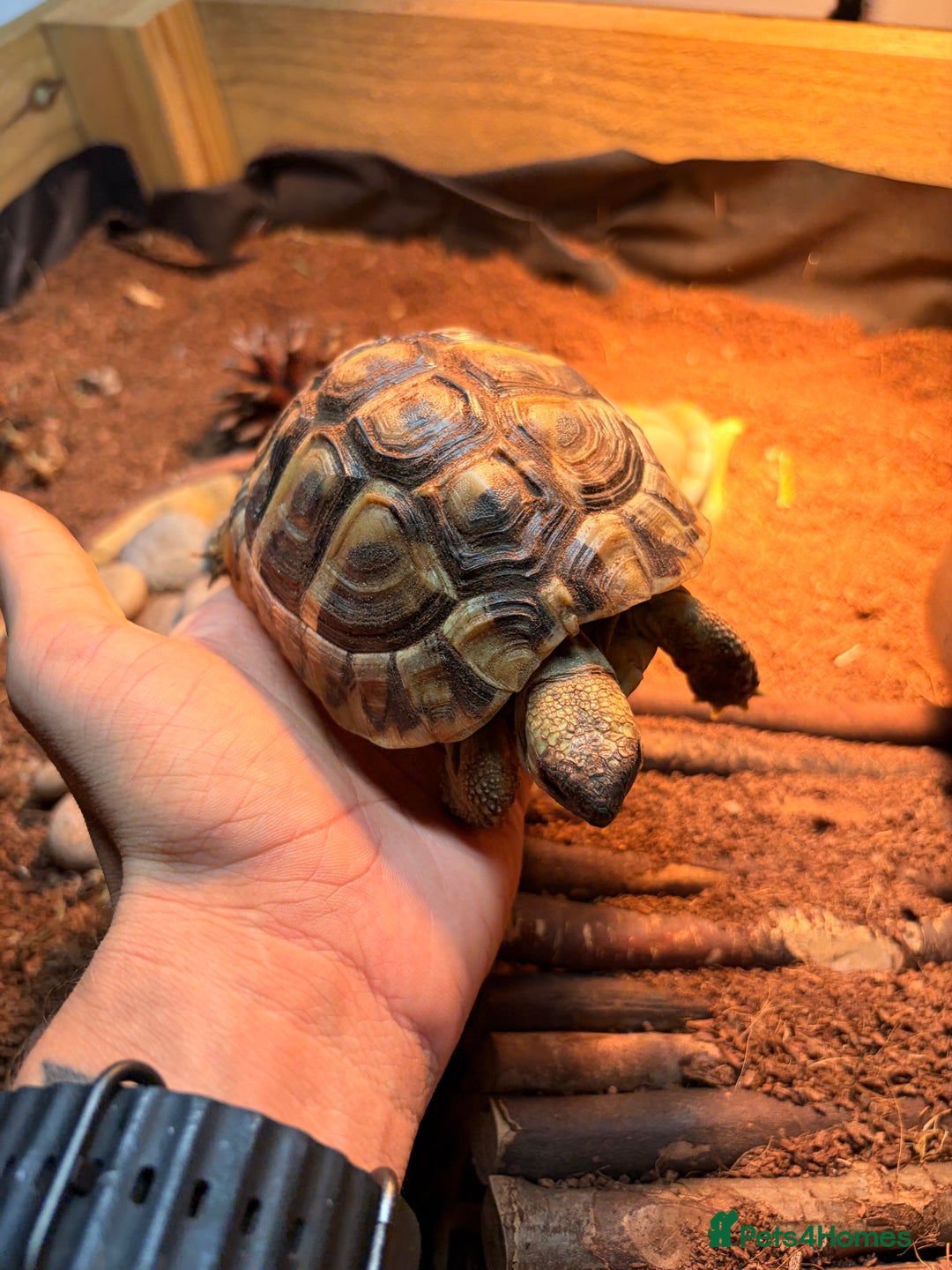 Hermann Tortoise reptiles for sale: 3 x Hermann Tortoise + Full Set Up - Advert 1