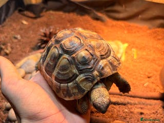 Hermann Tortoise reptiles 3 x Hermann Tortoise + Full Set Up - Advert 17