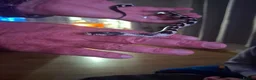 King Snake reptiles for sale: Female king snake for sale - Advert 1