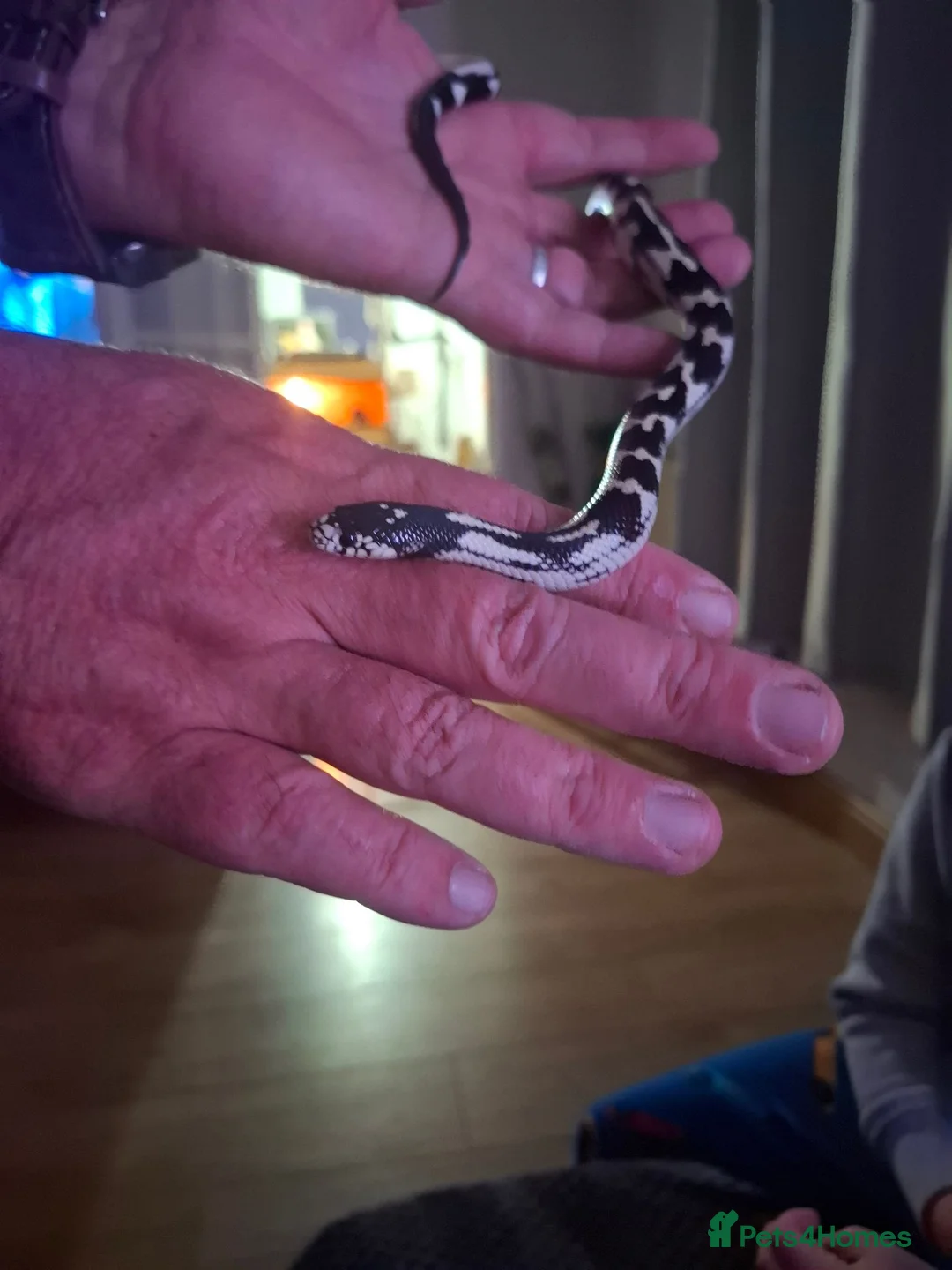 King Snake reptiles for sale: Female king snake for sale - Advert 1