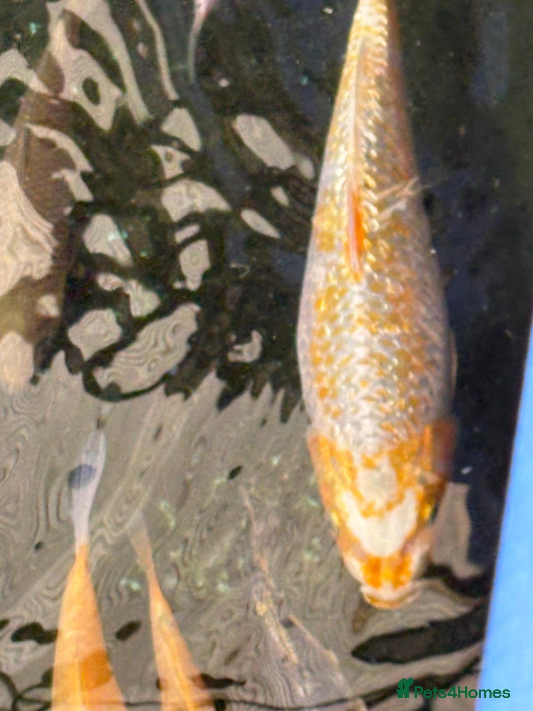 Koi Carp fish for sale: UK koi carp  - Image 26