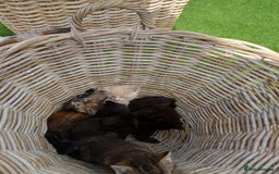 Mixed Breed cats for sale: Kittens for sale - Image 1