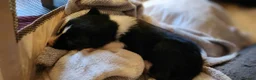 Border Collie dogs for sale: Beautiful Border Collie Puppies - Advert 13