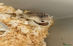 Hamster rodents for sale: 2 hamsters for sale - Image 4