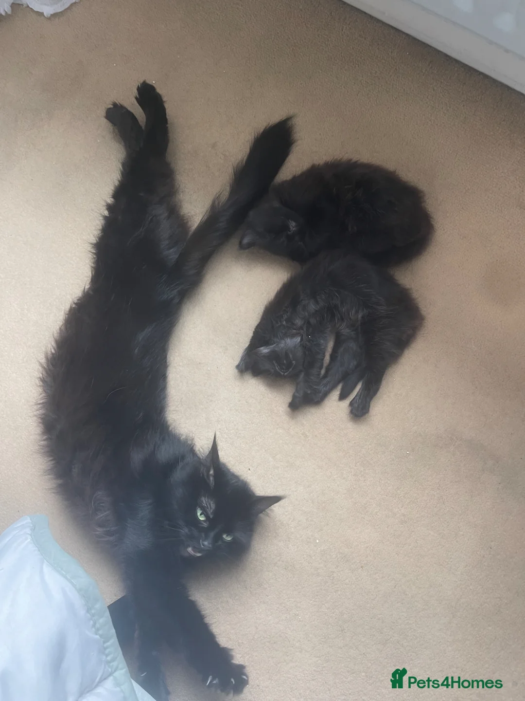 Mixed Breed cats for sale: 2 gorgeous female fluffy kittens - Advert 2