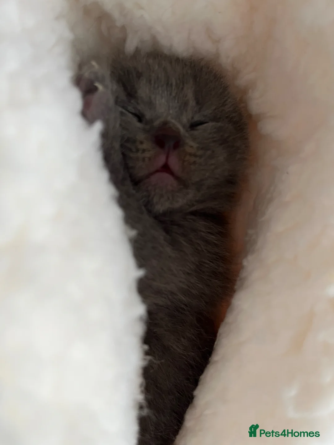 British Shorthair cats for sale: Beautiful British short hair female  - Advert 2