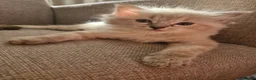 Ragdoll cats for sale: 💙Rare Seal Point Purebred Ragdoll Kitten💙  - Advert 7