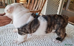 English Bulldog dogs for sale: Gorgeous Purebred English Bulldog Puppies - Image 9