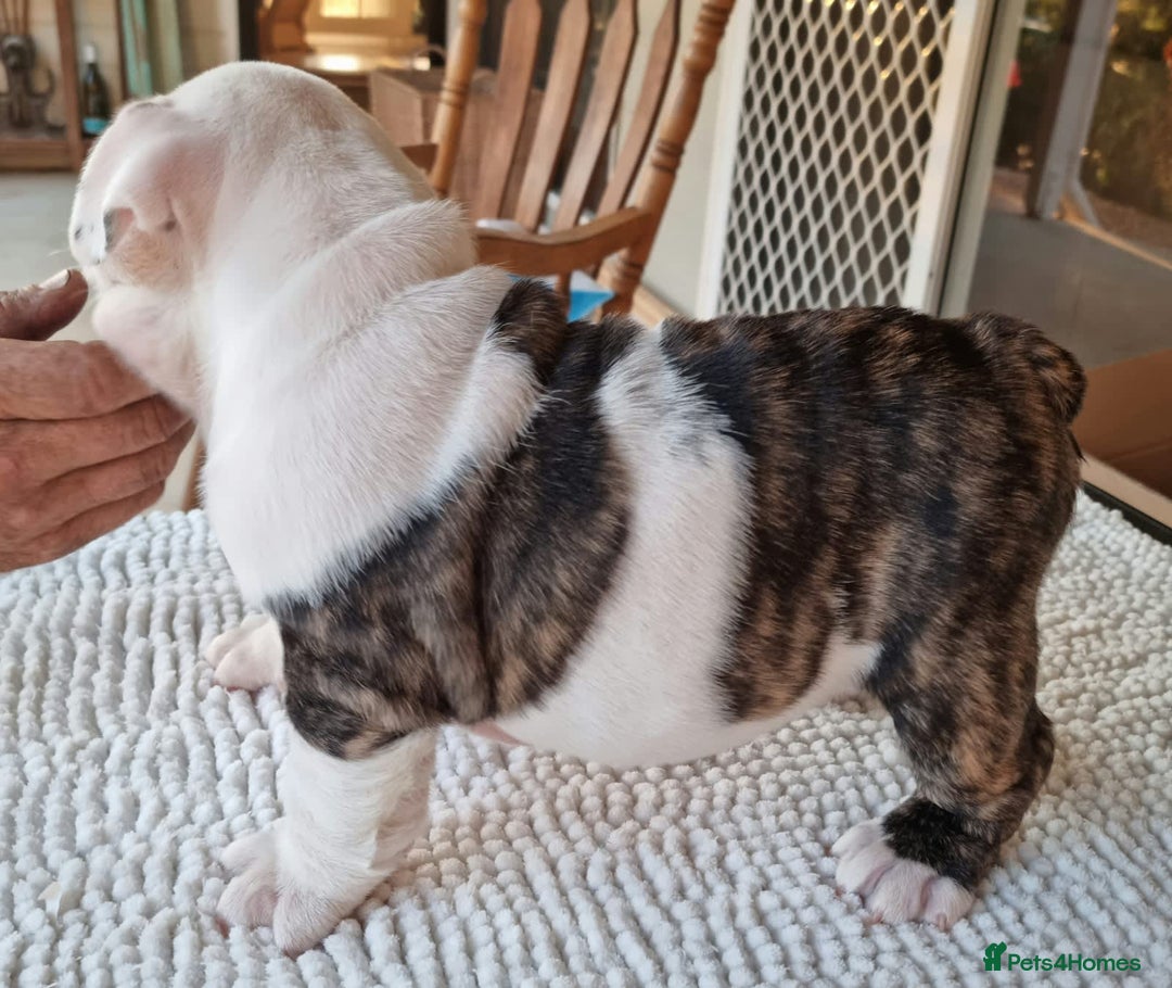English Bulldog dogs for sale: Gorgeous Purebred English Bulldog Puppies - Image 9