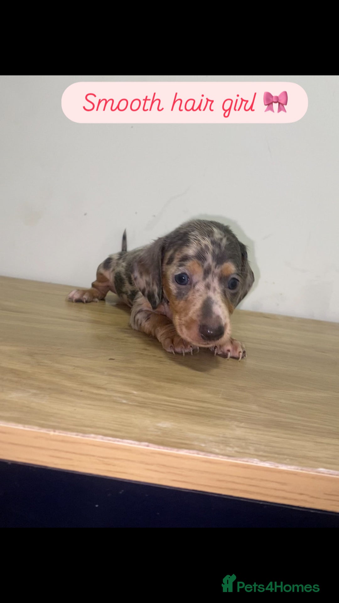 Miniature Dachshund dogs for sale: Miniature dachshund puppies🥰 - Advert 4