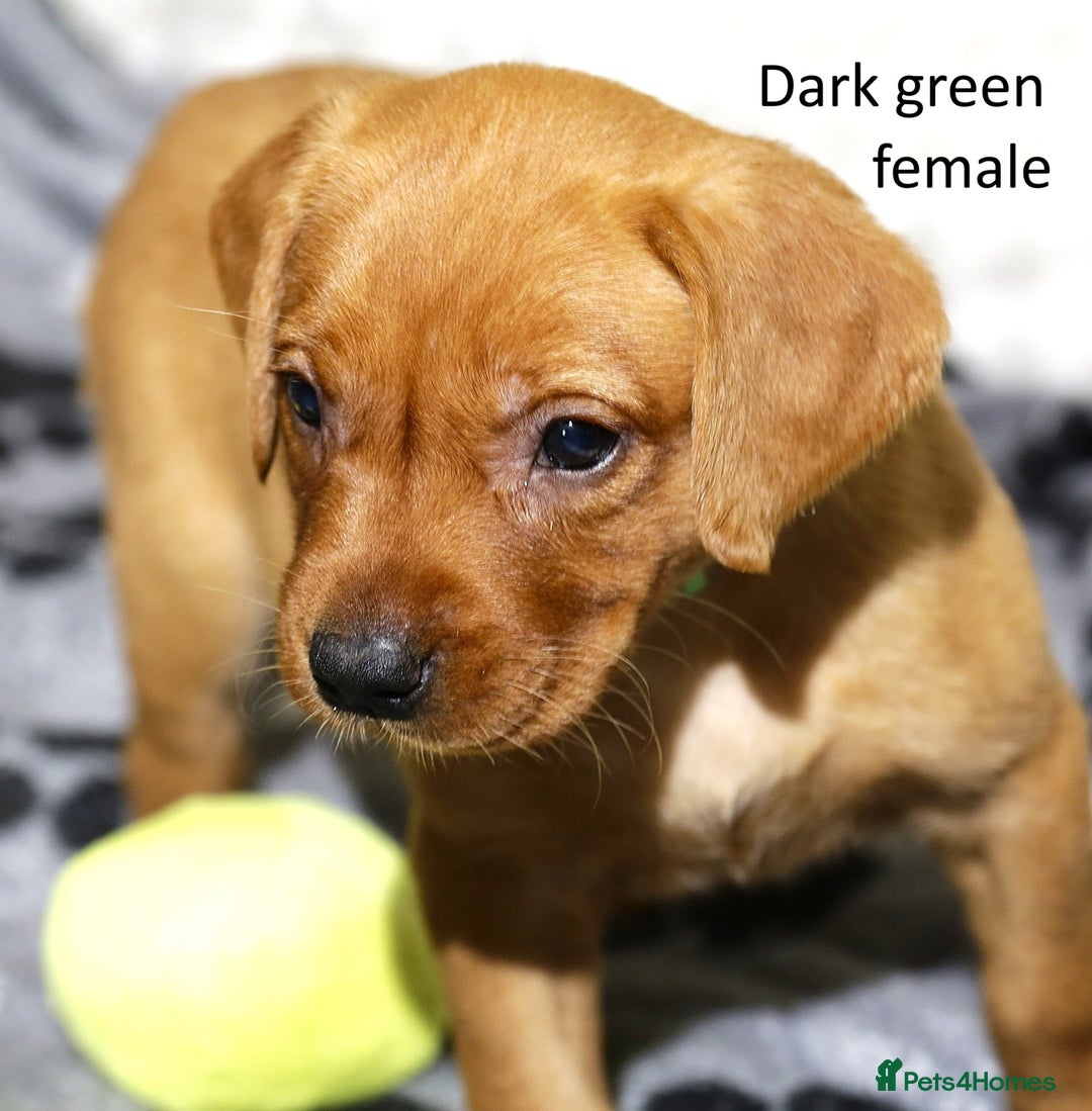 Labrador Retriever dogs for sale: Fox red labrador pups ready now - Image 7
