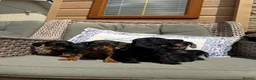 Doxiepoo dogs for sale: Miniature doxiepoo puppies (council licensed)  - Advert 14