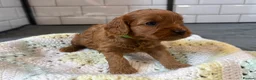 Cavapoo dogs for sale: Beautiful Cavapoo pups ready to leave 20th August! in Thetford - Advert 5