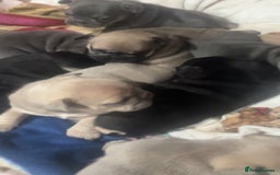 Mixed Breed dogs for sale: Beautiful freelance bulldogs  - Advert 2