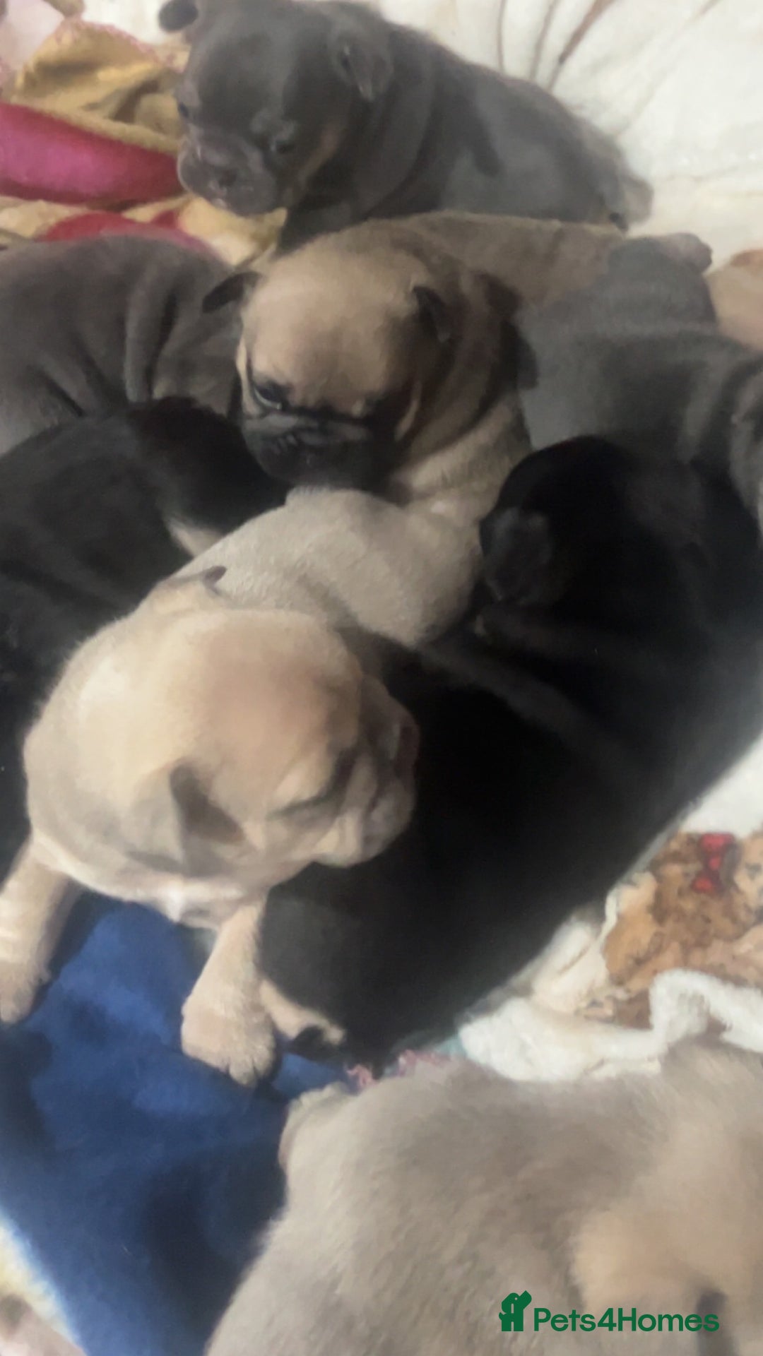 Mixed Breed dogs for sale: Beautiful freelance bulldogs  - Advert 2